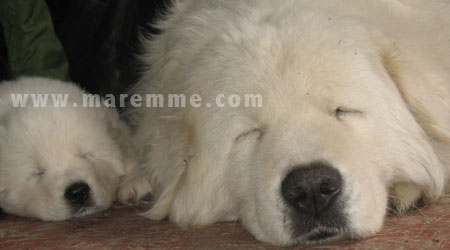 portee2010